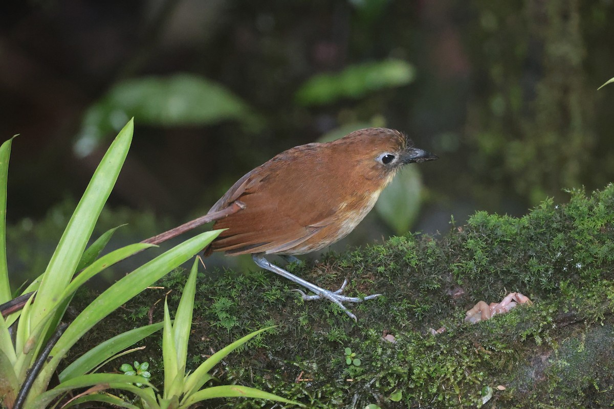 キムネクリセジアリドリ - ML644188083