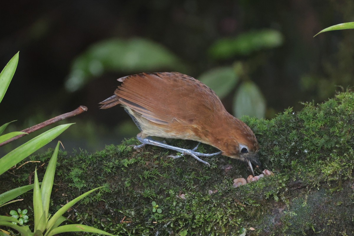 キムネクリセジアリドリ - ML644188084