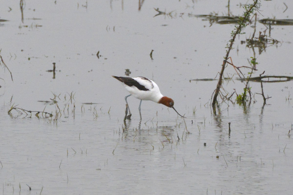 Red-necked Avocet - ML644188112