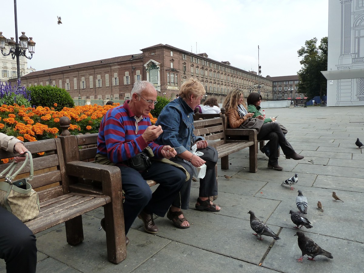 Italian Sparrow - ML644188113
