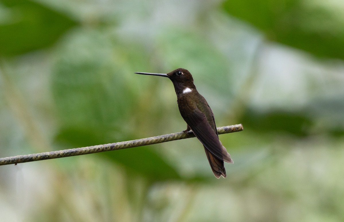 Brown Inca - ML644188134