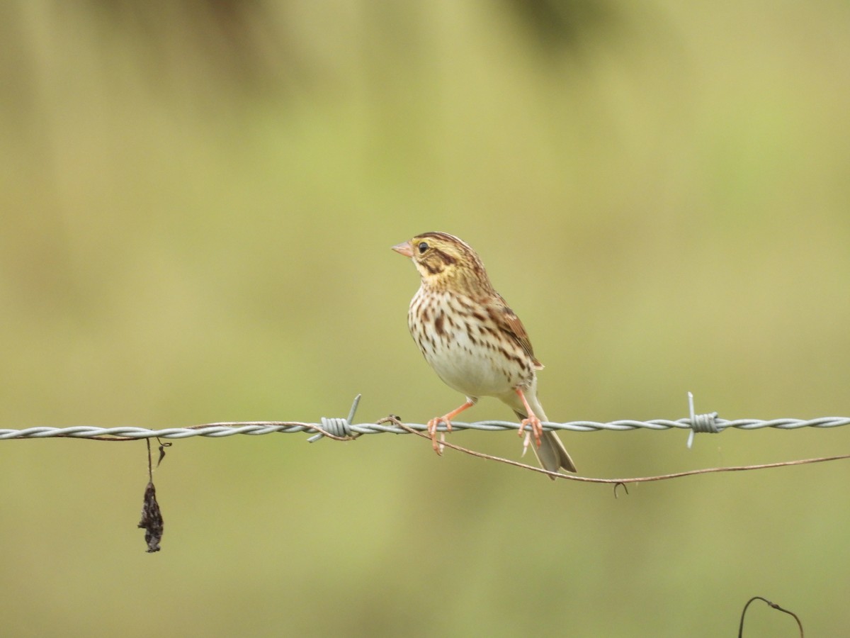 Savannah Sparrow - ML644188170