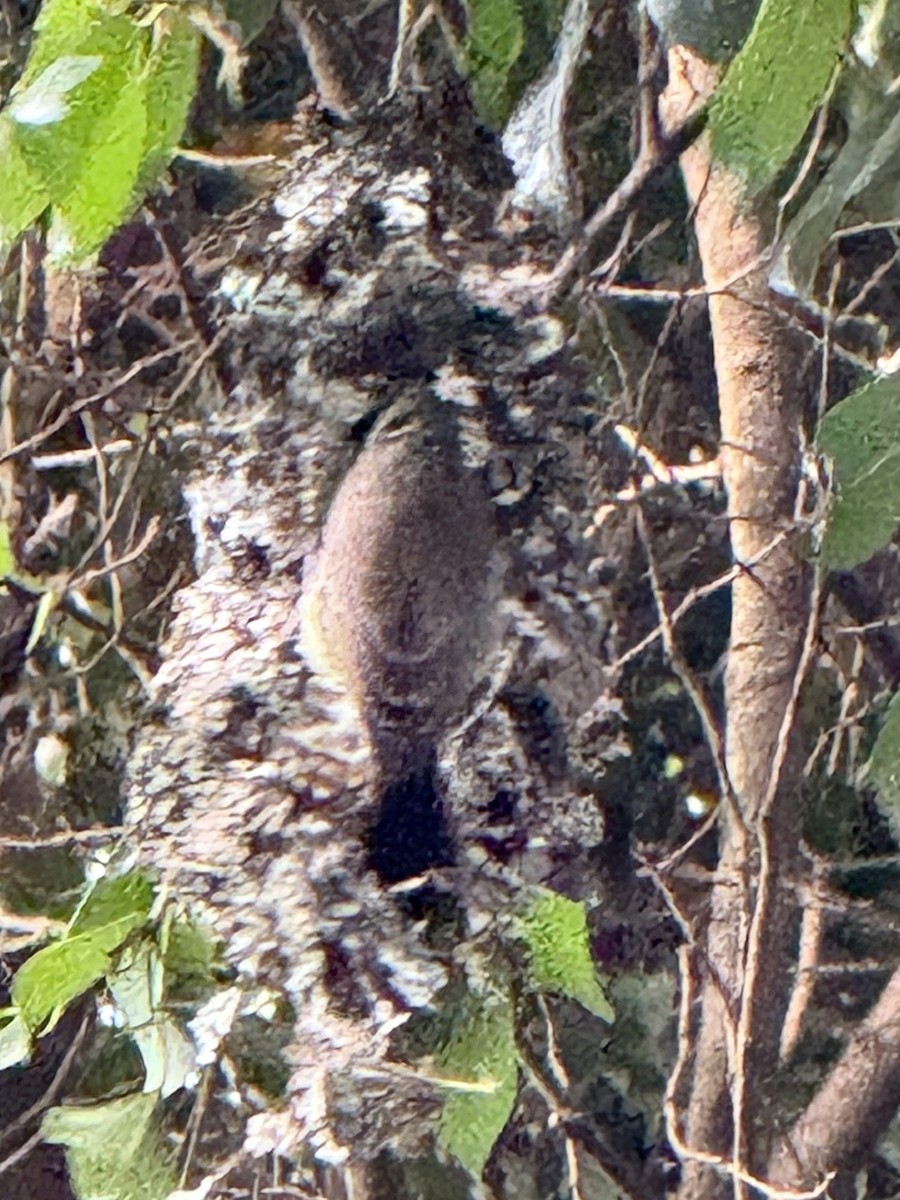 Amethyst Sunbird - ML644188183