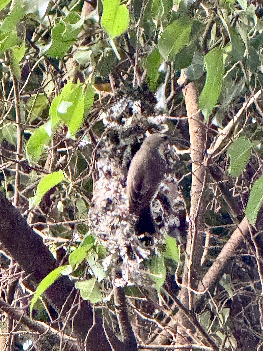 Amethyst Sunbird - ML644188185