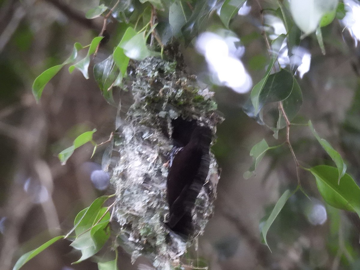 Amethyst Sunbird - ML644188186