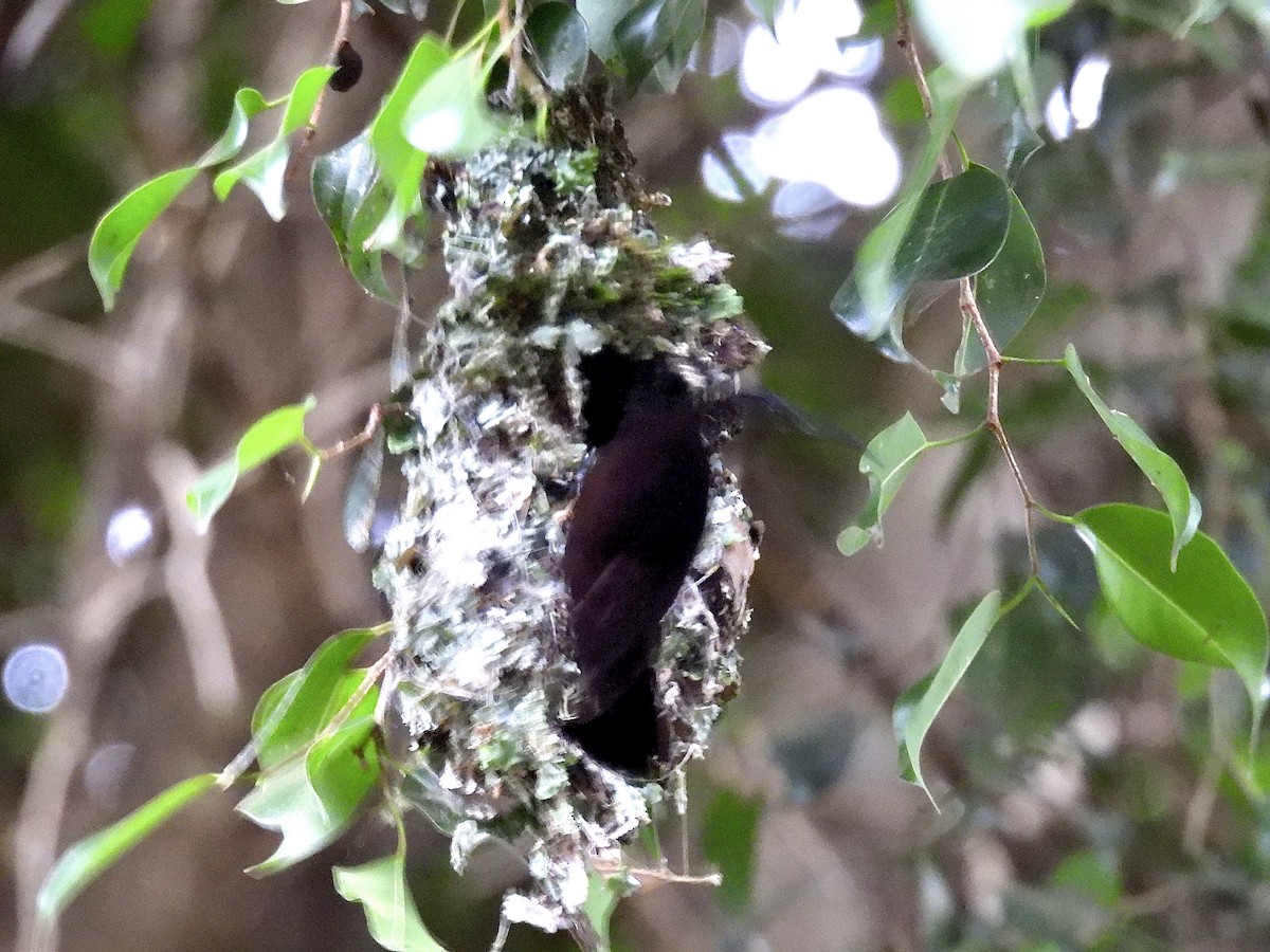 Amethyst Sunbird - ML644188188