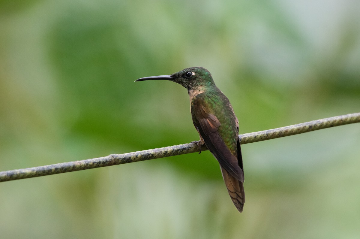 Fawn-breasted Brilliant - ML644188189