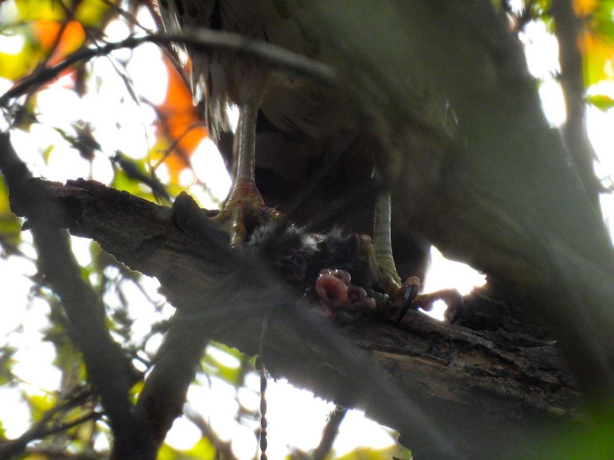 Cooper's Hawk - ML644188193
