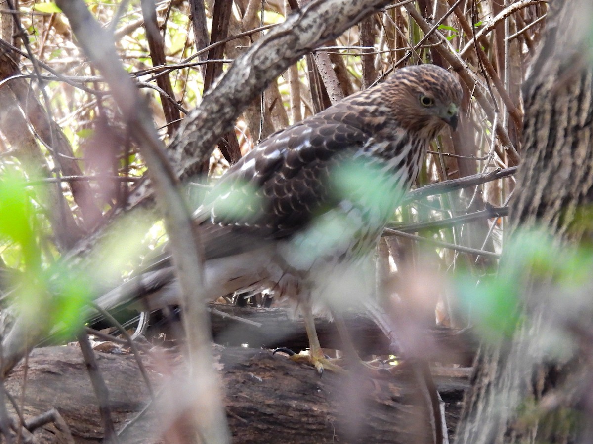Cooper's Hawk - ML644188194