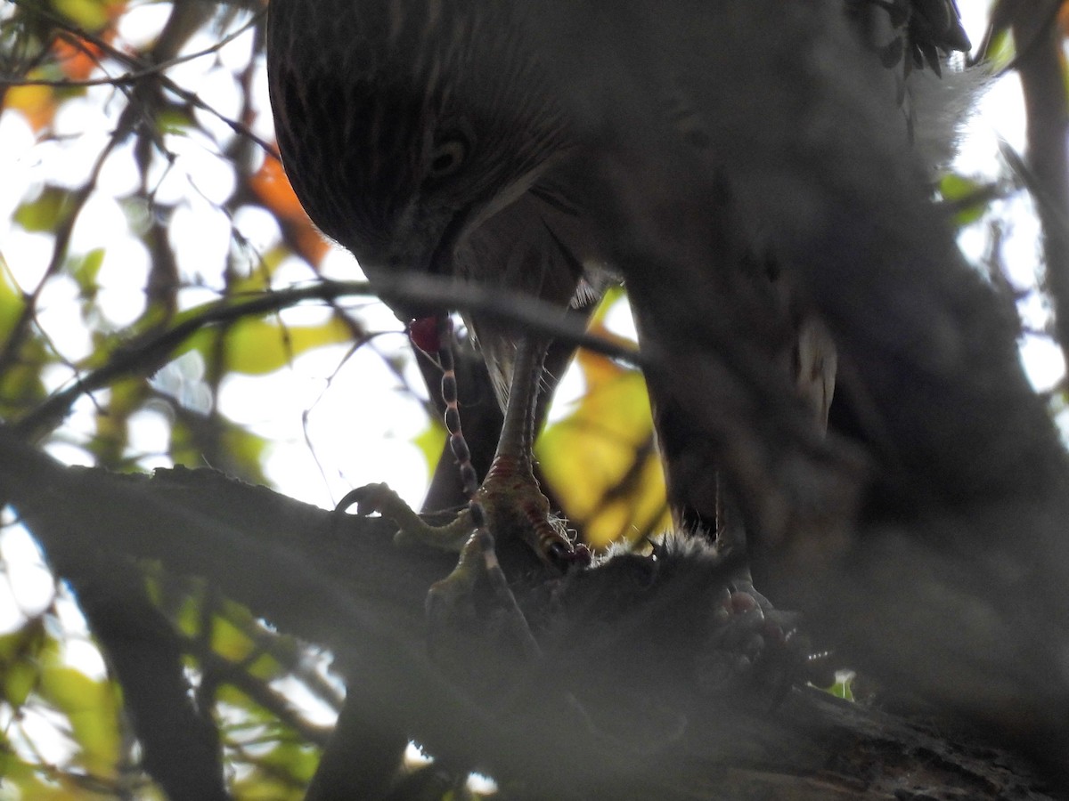 Cooper's Hawk - ML644188195