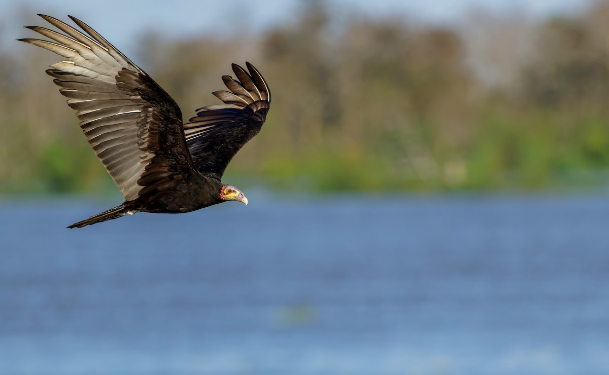 Lesser Yellow-headed Vulture - ML644188201