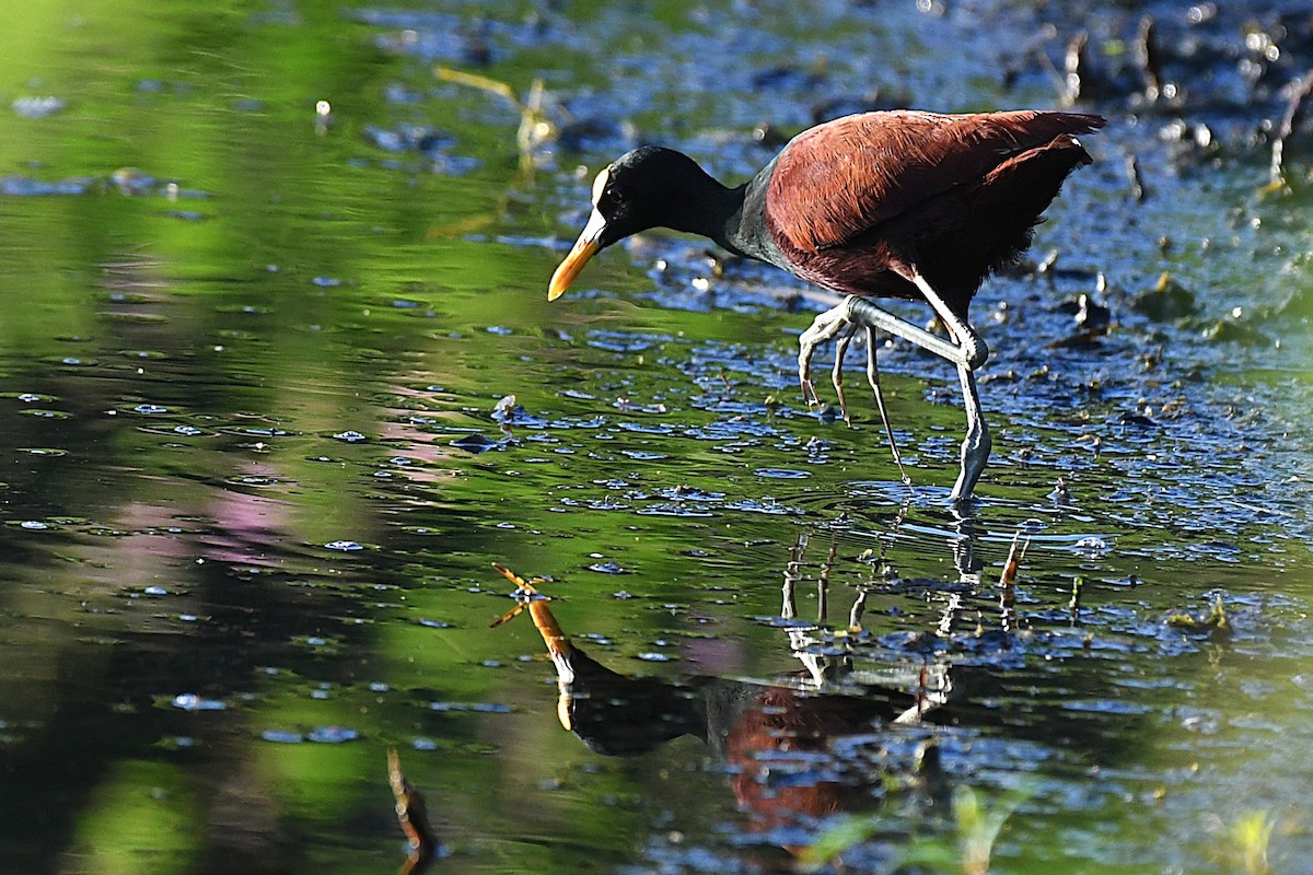 Northern Jacana - ML644188225