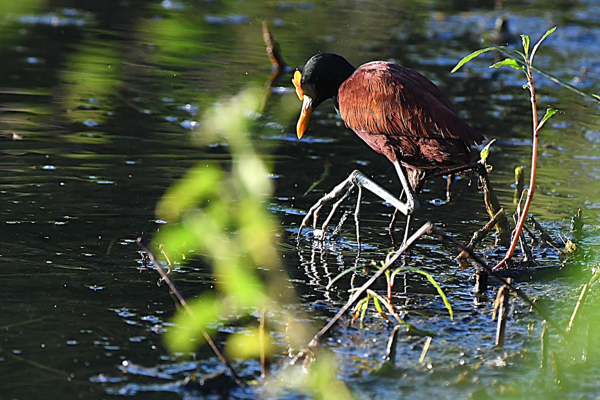 Northern Jacana - ML644188226