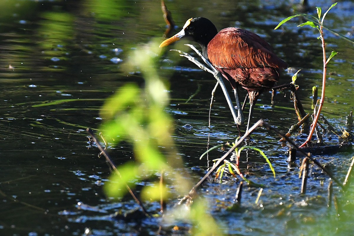 Northern Jacana - ML644188228