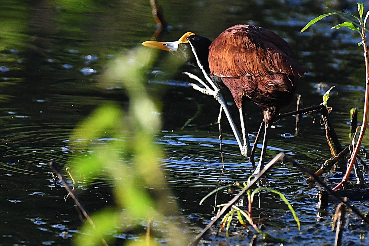 Northern Jacana - ML644188229