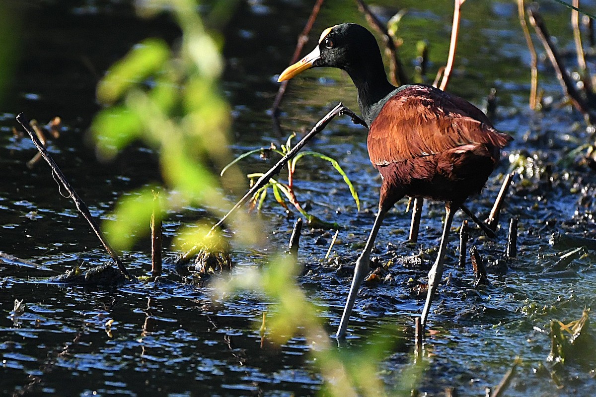 Northern Jacana - ML644188230