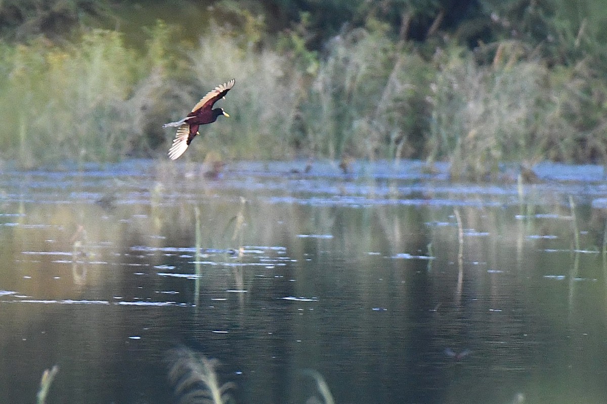 Northern Jacana - ML644188231