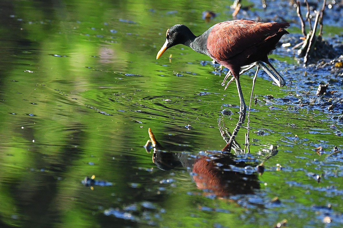 Northern Jacana - ML644188232
