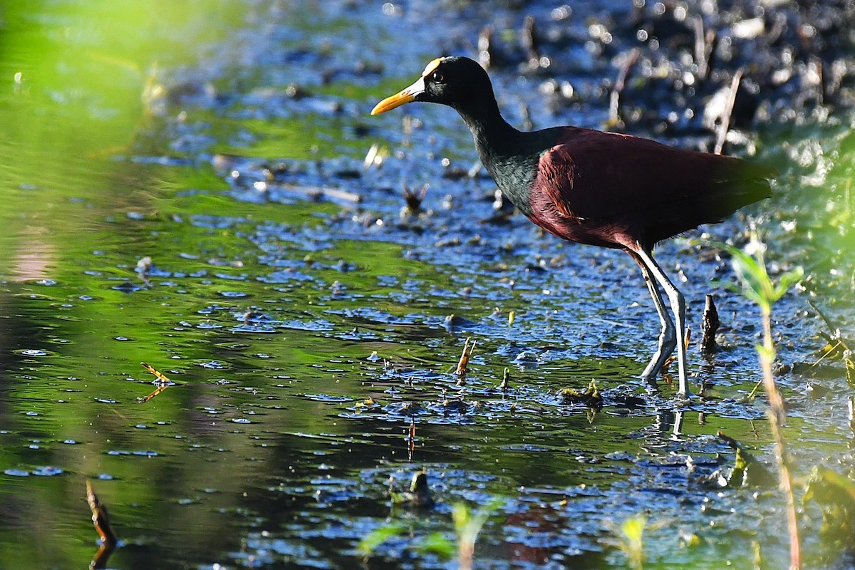Northern Jacana - ML644188233