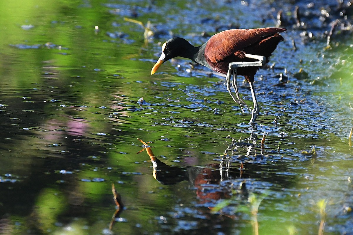 Northern Jacana - ML644188234
