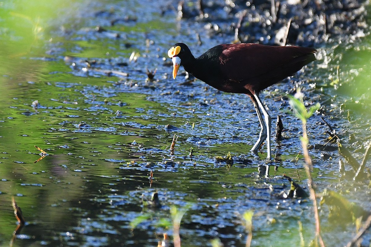 Northern Jacana - ML644188235