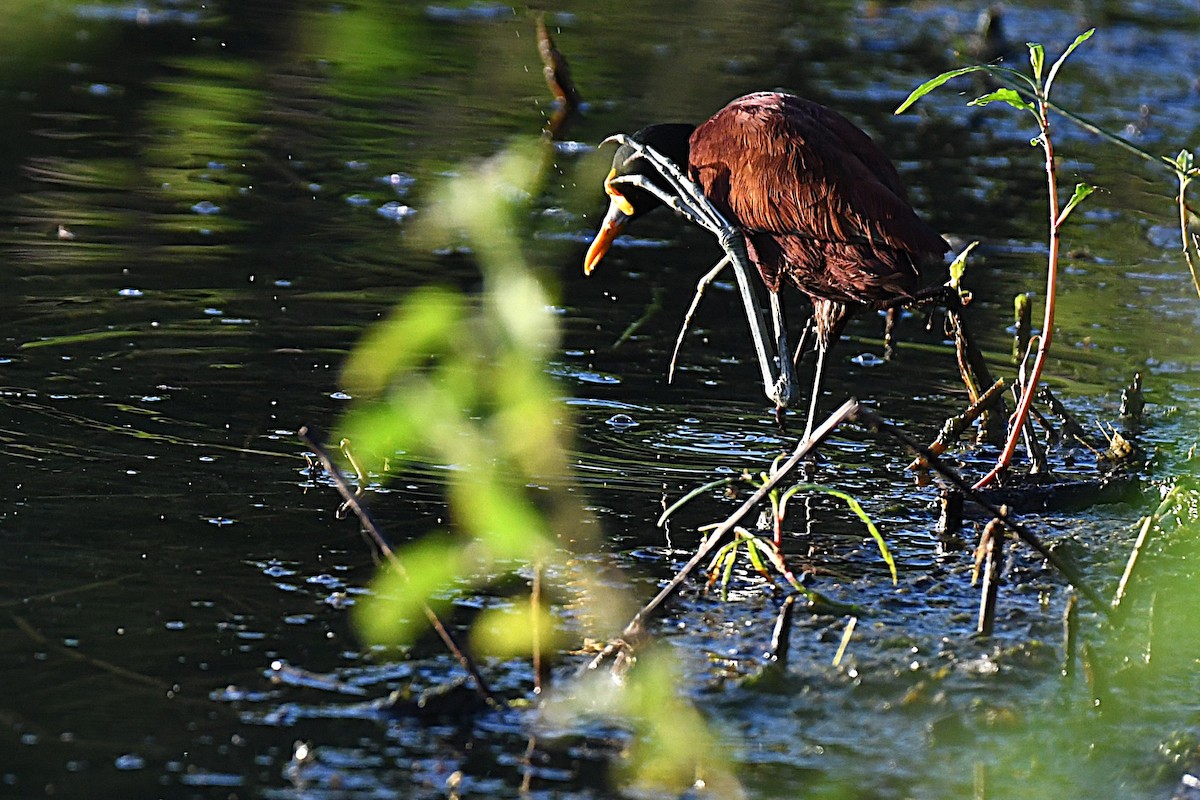 Northern Jacana - ML644188237