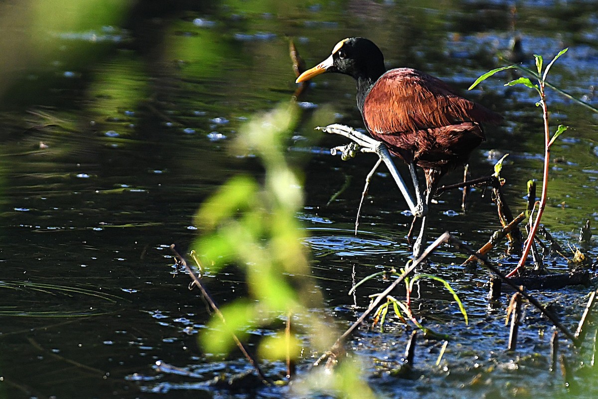 Northern Jacana - ML644188238