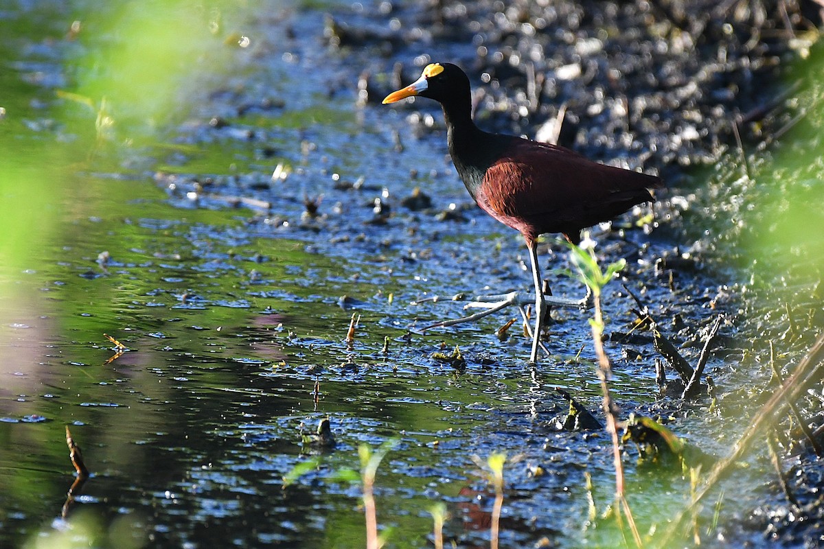 Northern Jacana - ML644188239