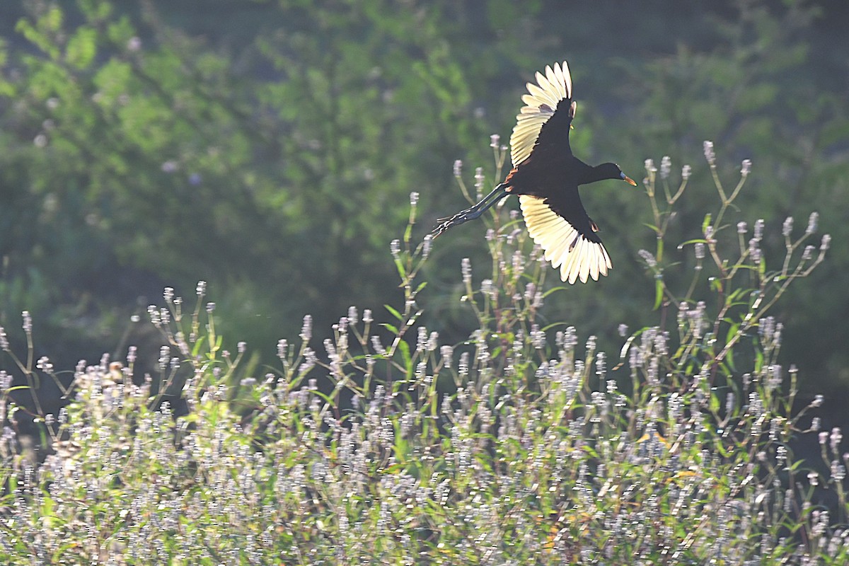 Northern Jacana - ML644188240
