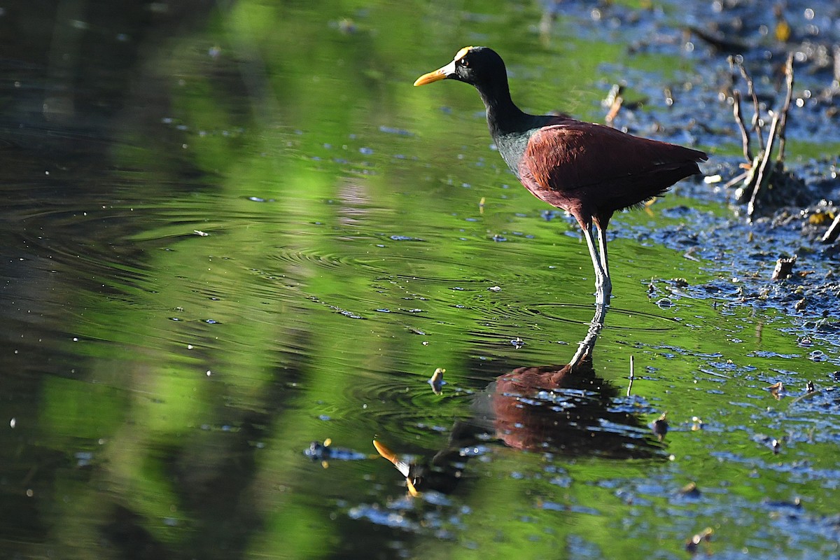 Northern Jacana - ML644188241