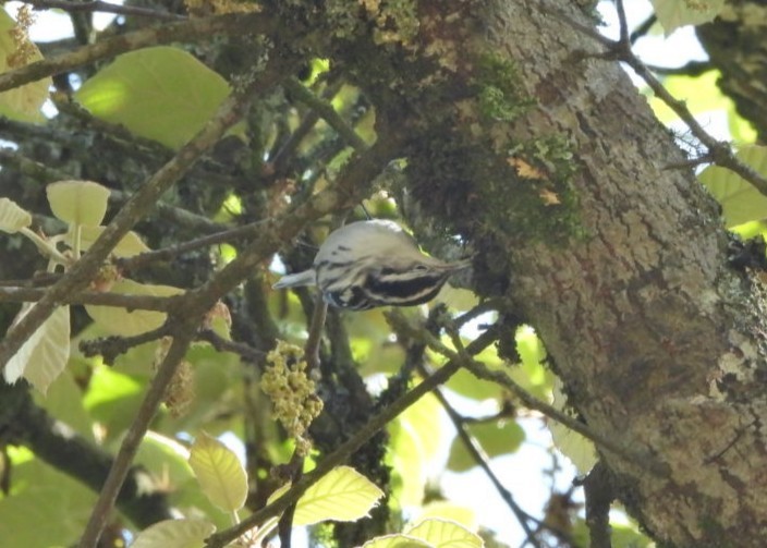 Kletterwaldsänger - ML644188248