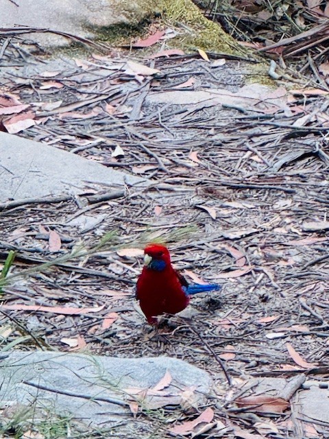 Crimson Rosella - ML644188250