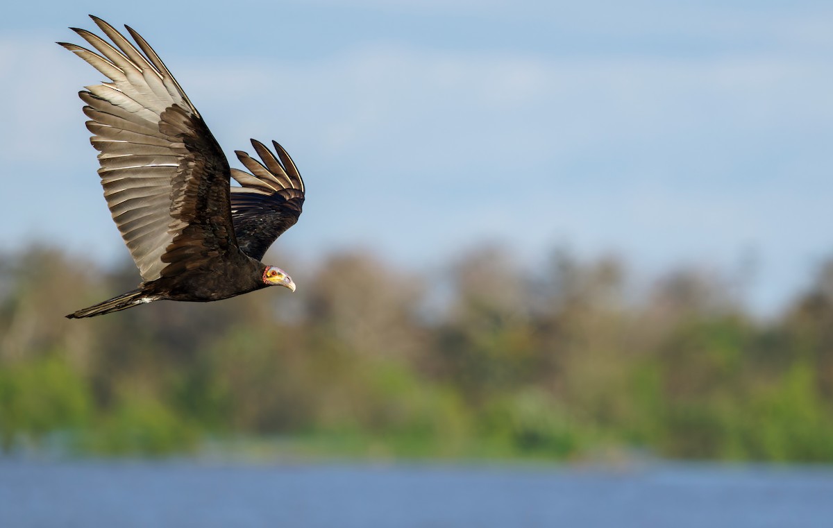 Lesser Yellow-headed Vulture - ML644188255