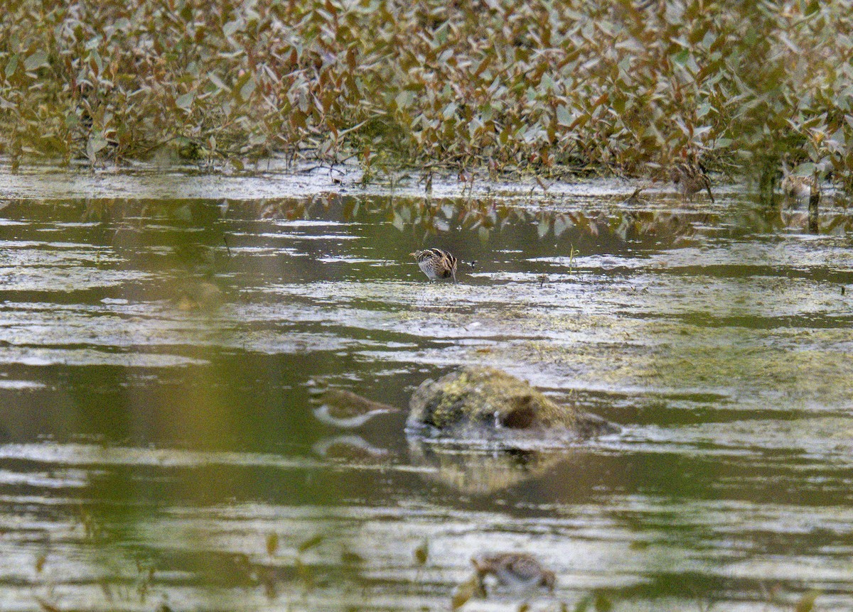 Wilson's Snipe - ML644188257