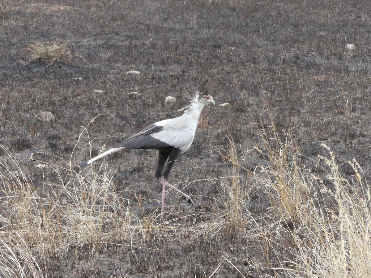 Secretarybird - ML644188269