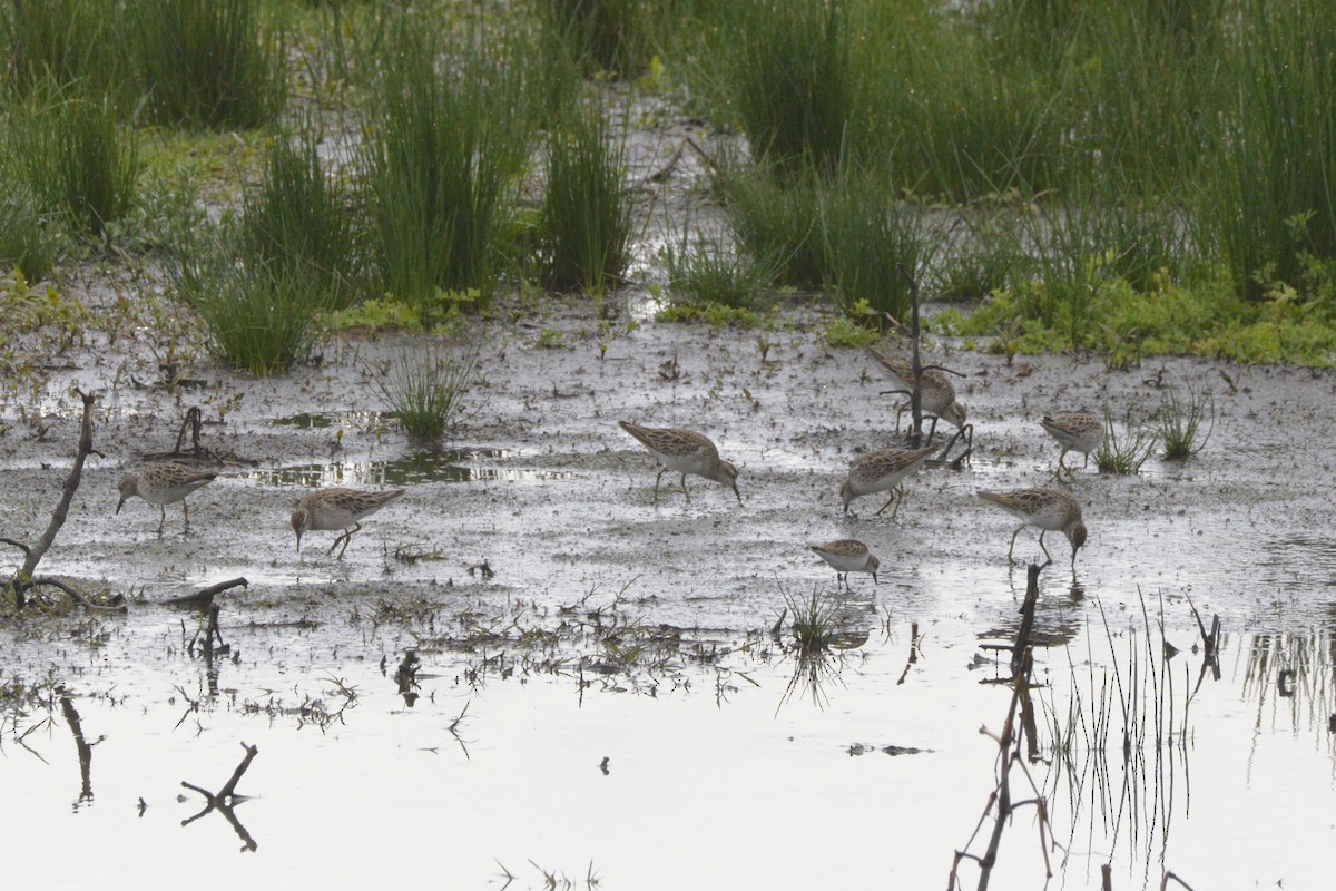 Сүүл элсэг - ML644188273