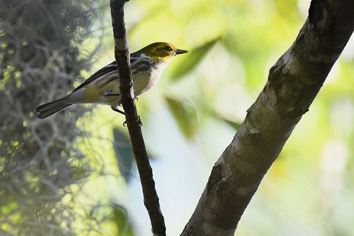 Black-throated Green Warbler - ML644188274