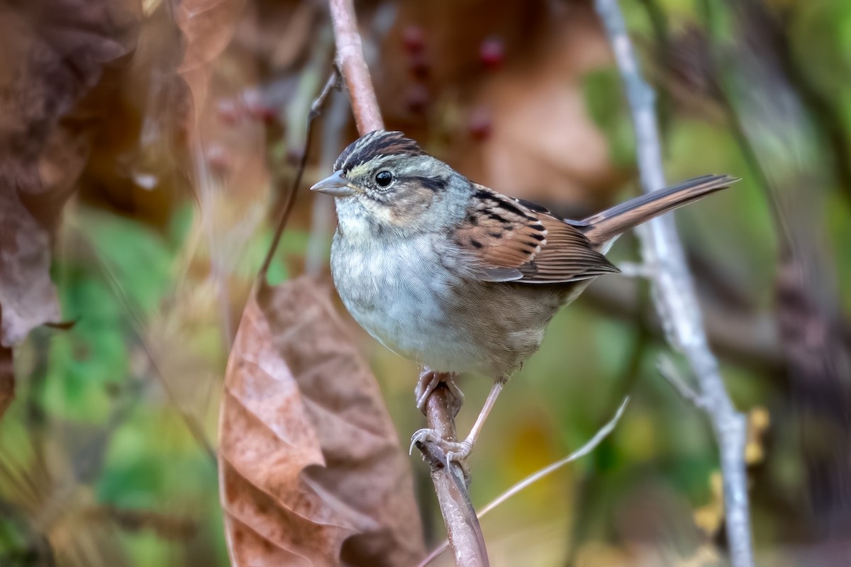 Swamp Sparrow - ML644188287