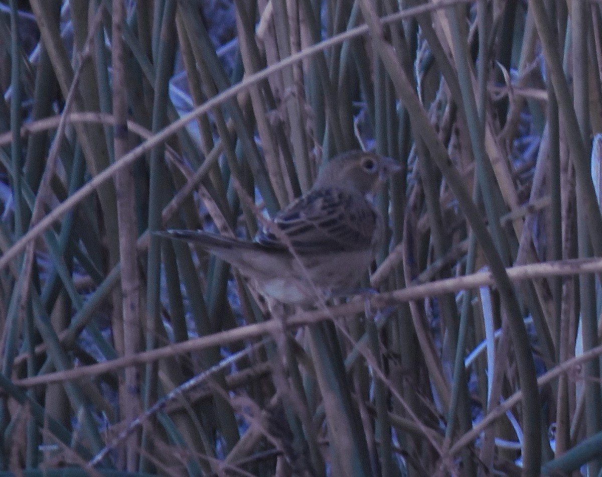 Dickcissel - ML644188292
