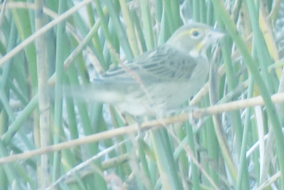 Dickcissel - ML644188293
