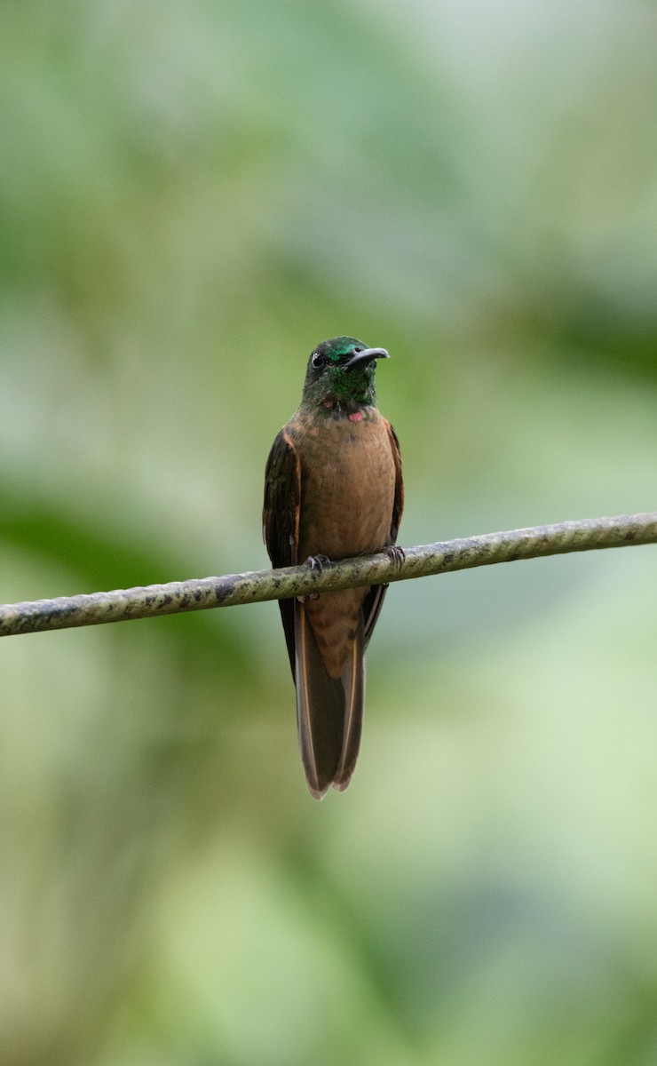 Fawn-breasted Brilliant - ML644188302