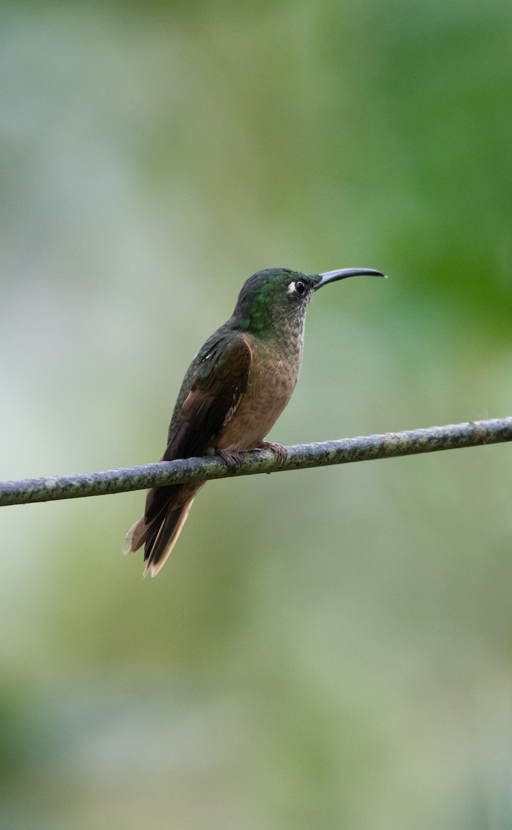 Fawn-breasted Brilliant - ML644188303