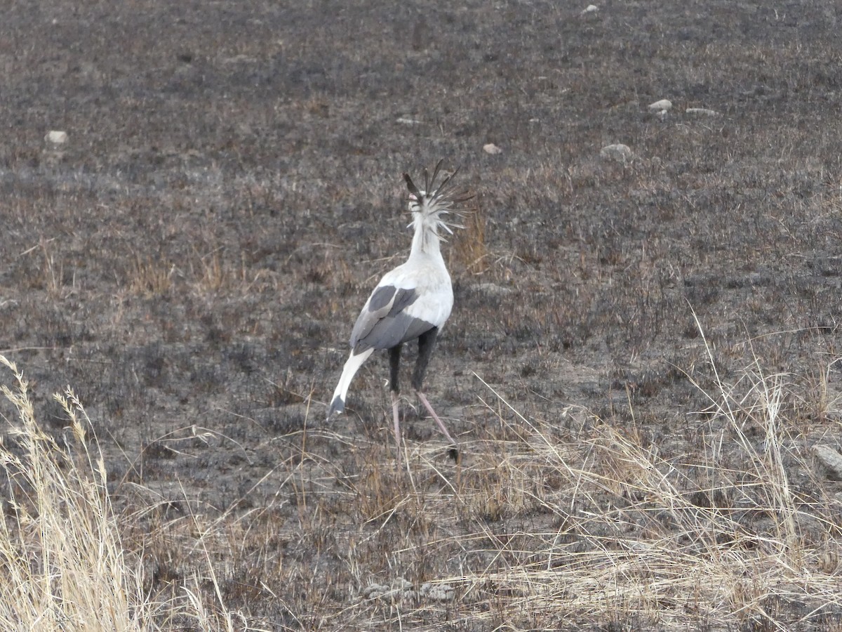 Secretarybird - ML644188314