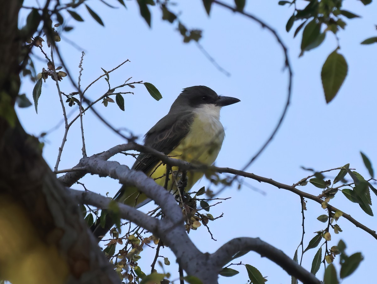 Thick-billed Kingbird - ML644188323