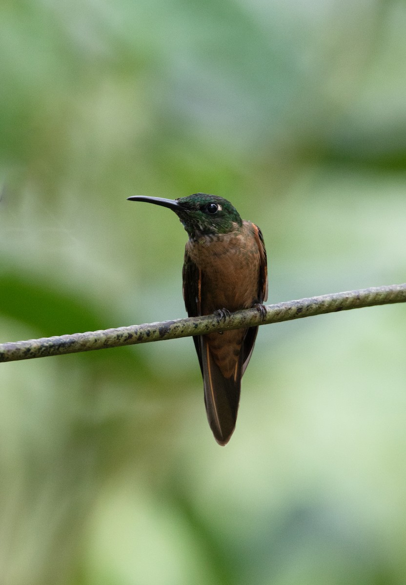 Fawn-breasted Brilliant - ML644188328