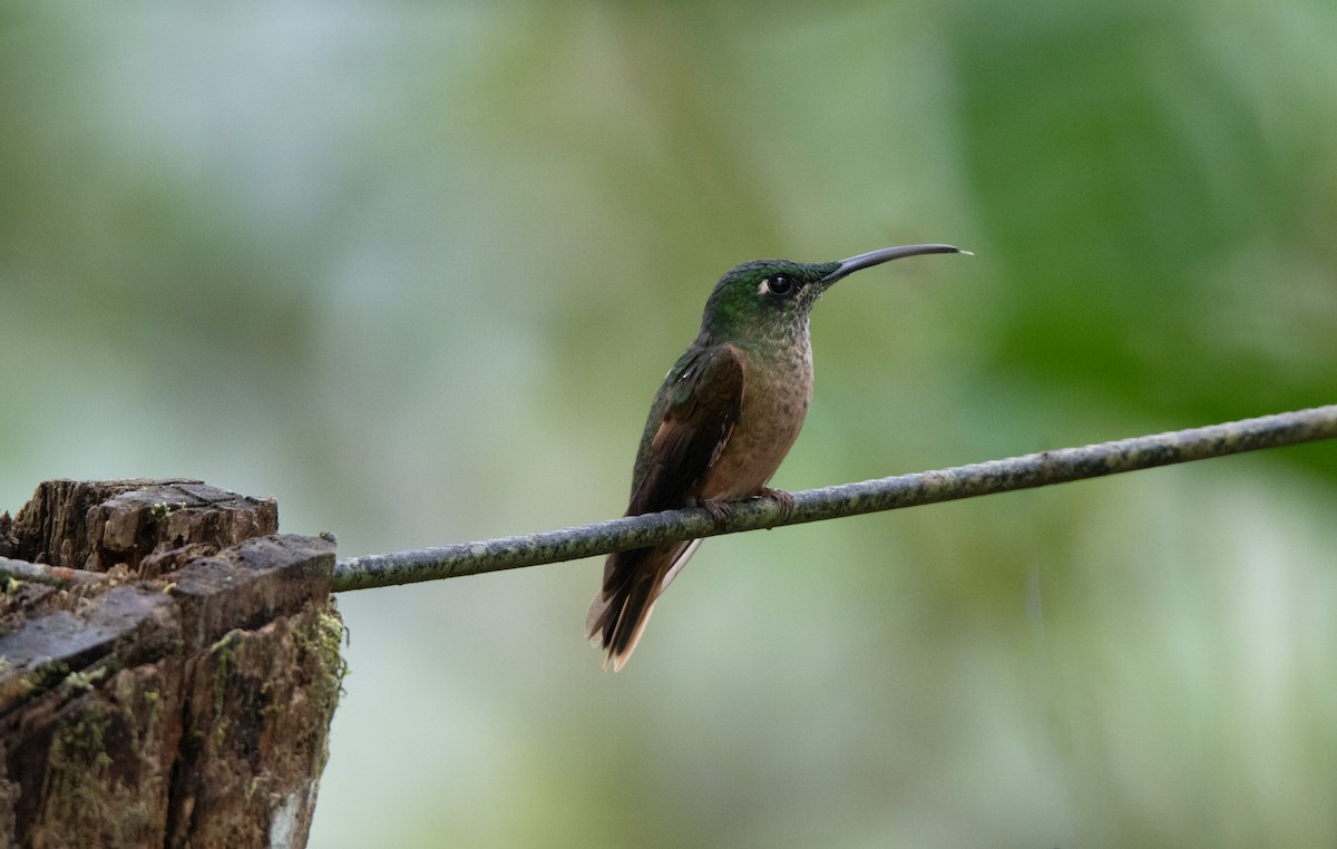 Fawn-breasted Brilliant - ML644188329