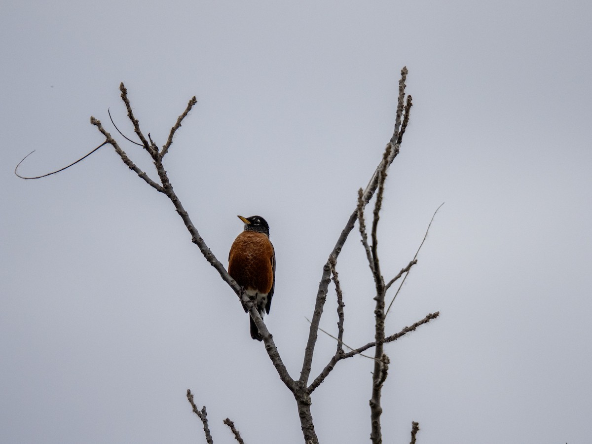 American Robin - ML644188333