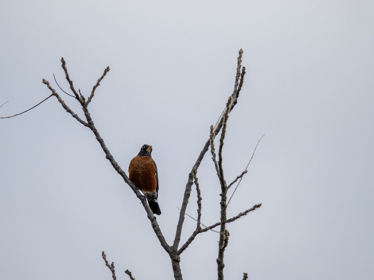 American Robin - ML644188339