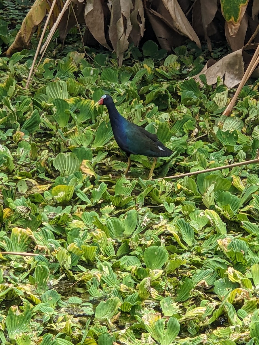 Uroilo urdin amerikarra - ML644188340