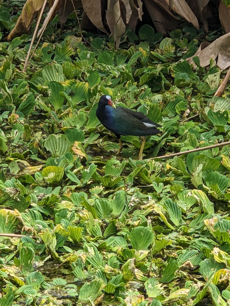 Uroilo urdin amerikarra - ML644188341